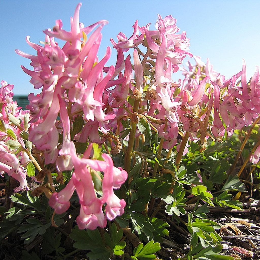 Corydalis Bird of Paradise - Corydale bulbeuse