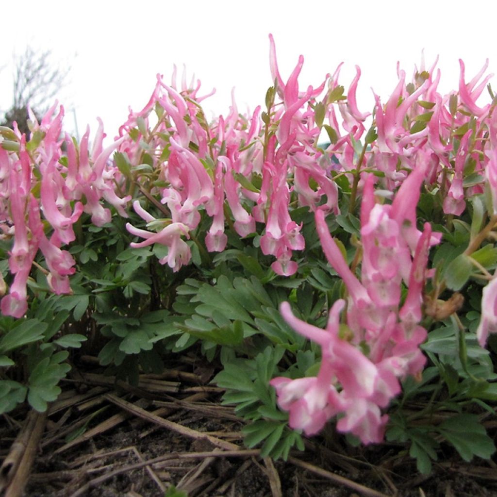 Corydalis Bird of Paradise - Corydale bulbeuse