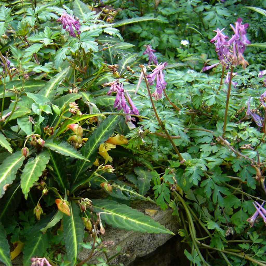 Corydalis Blackberry Wine - Corydale hybride2