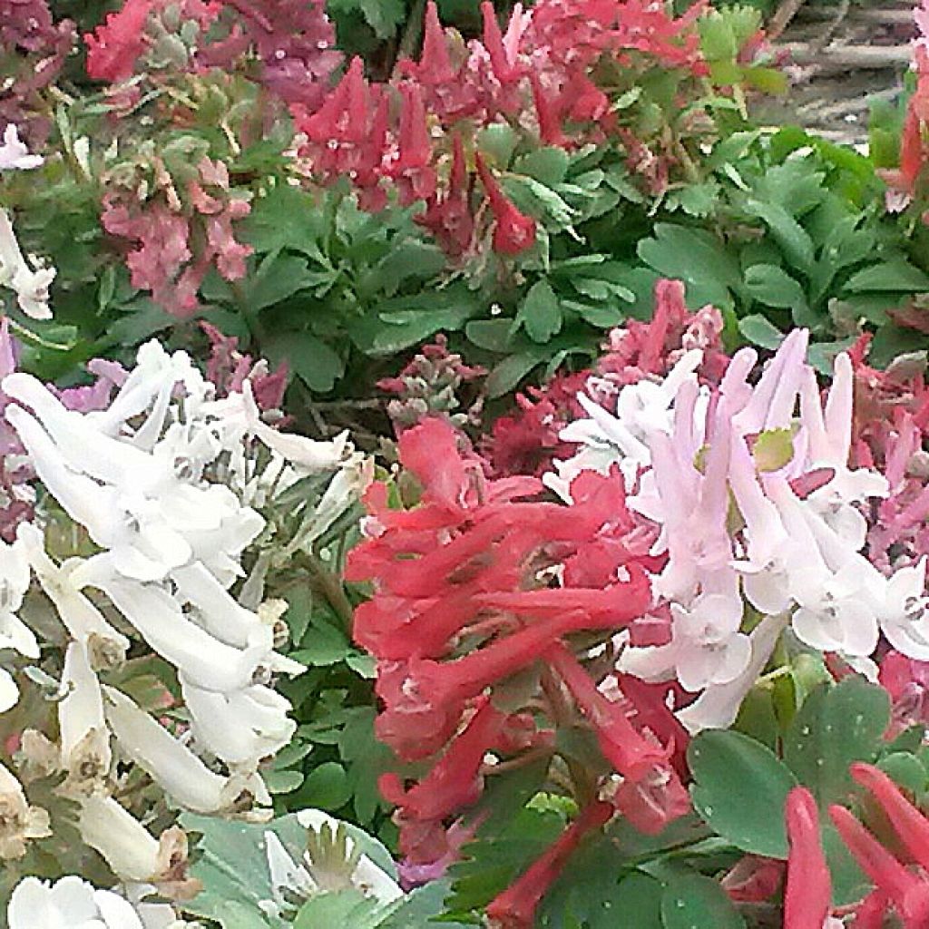 Corydalis Rainbow en mélange - Corydale bulbeuse