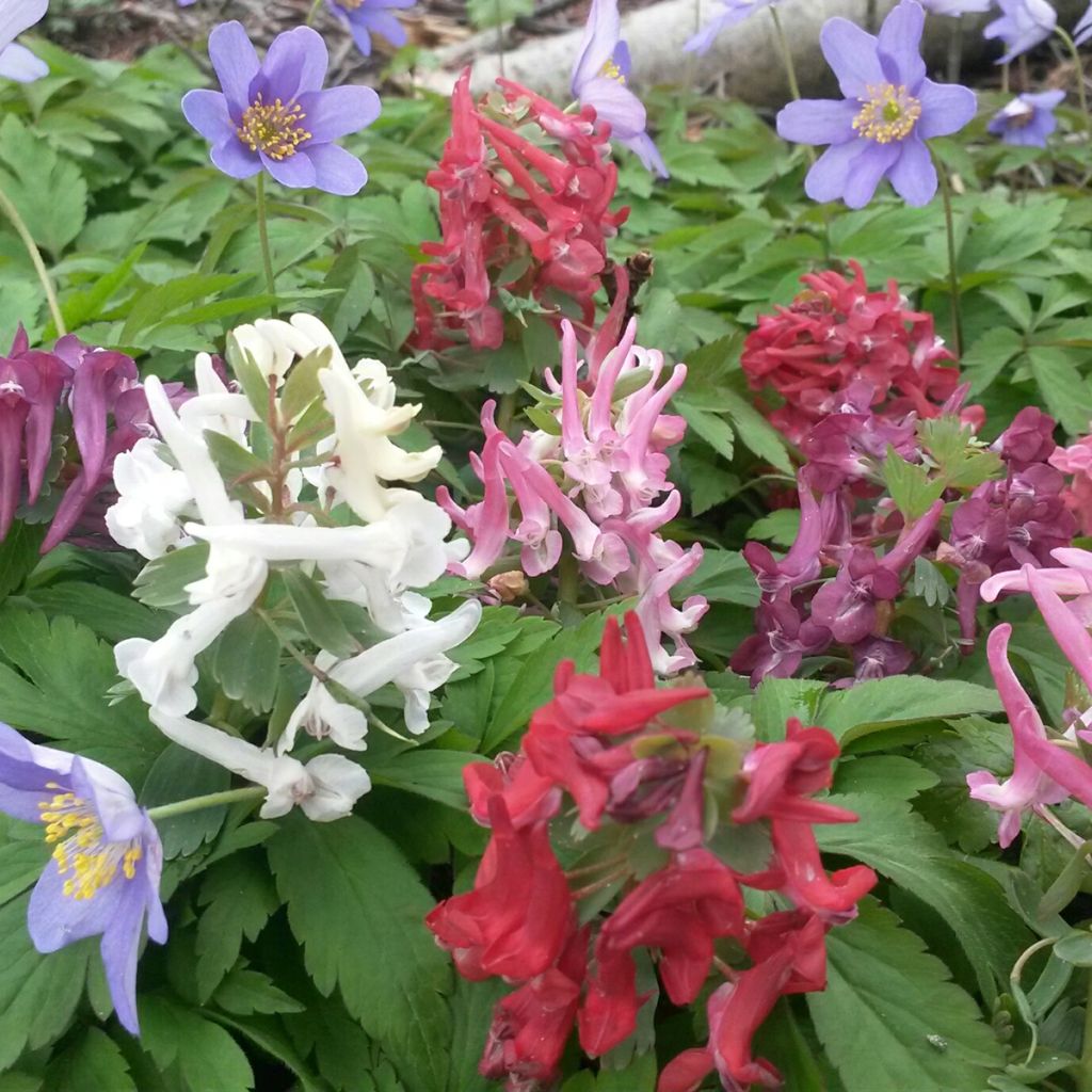 Corydalis Rainbow en mélange - Corydale bulbeuse