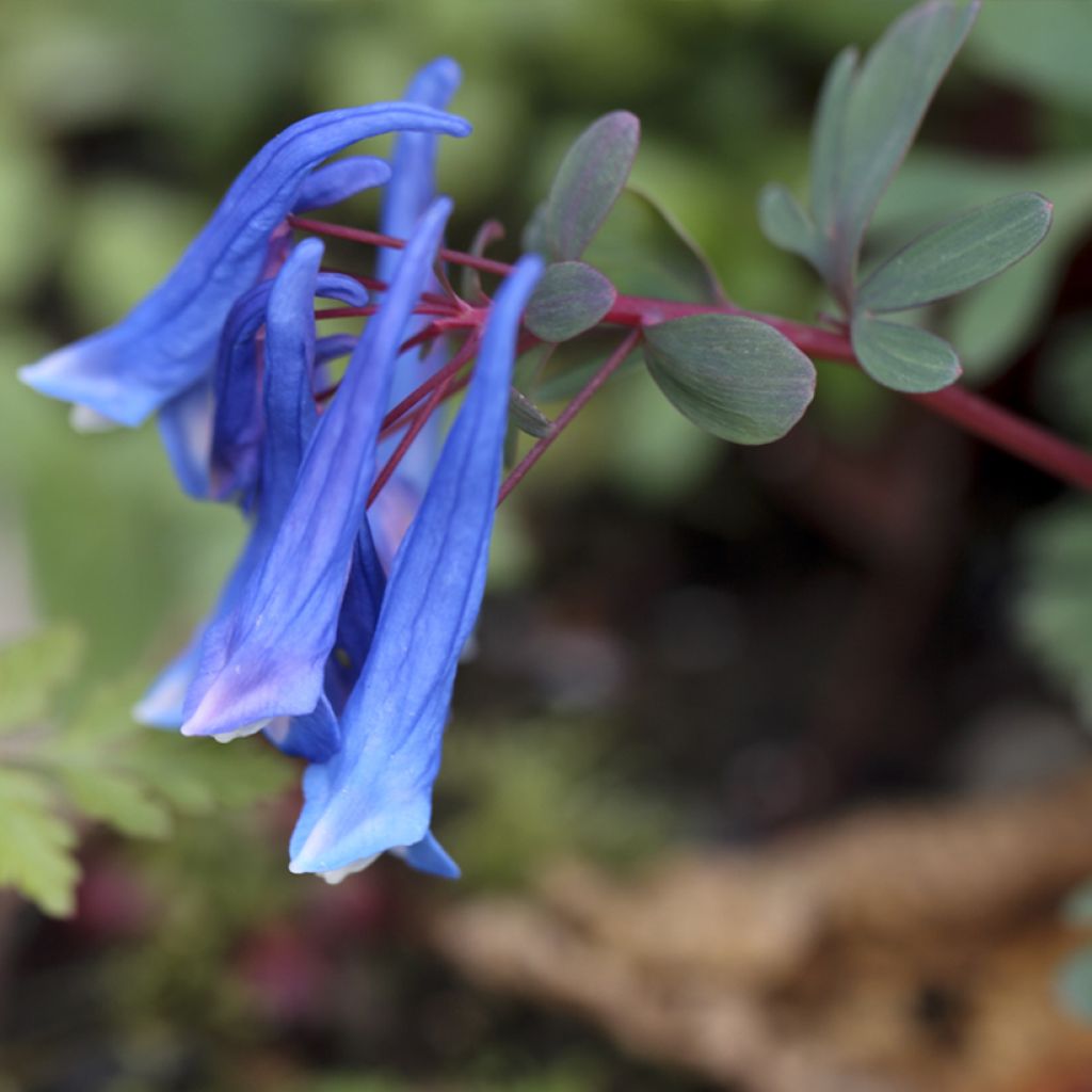 Corydalis curviflora Blue Heron