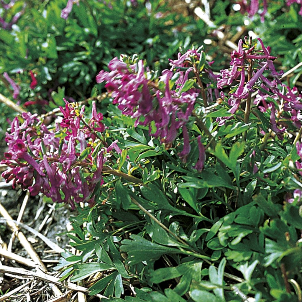 Corydalis pumila - Corydale naine