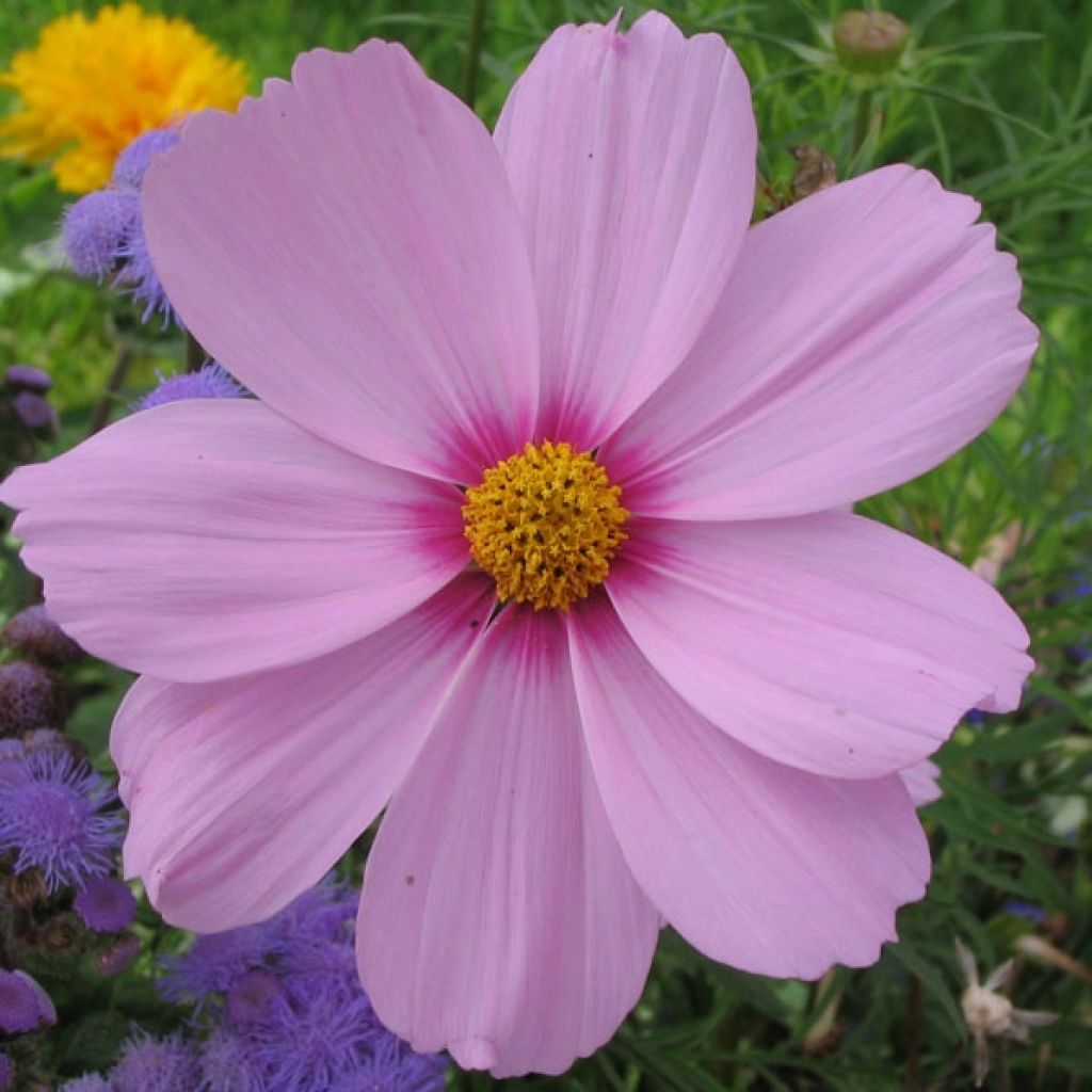 Cosmos Sonata Rose clair à centre foncé