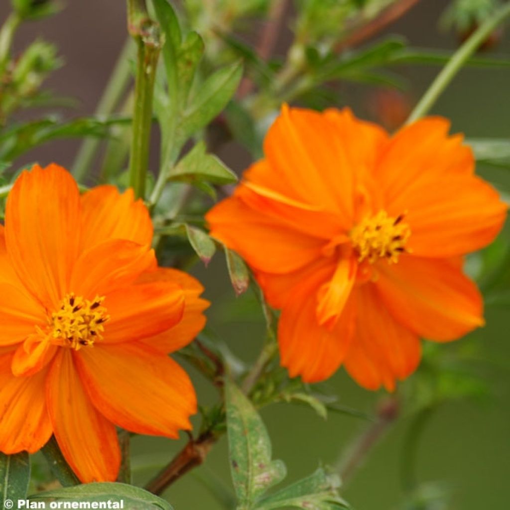 Cosmos sulphureus Mandarin