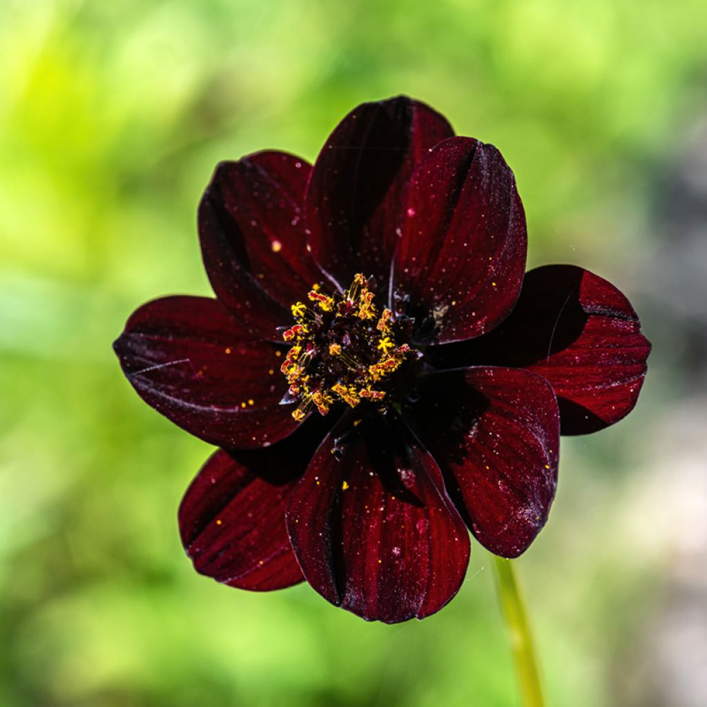 Cosmos x Dahlia Mexican Black