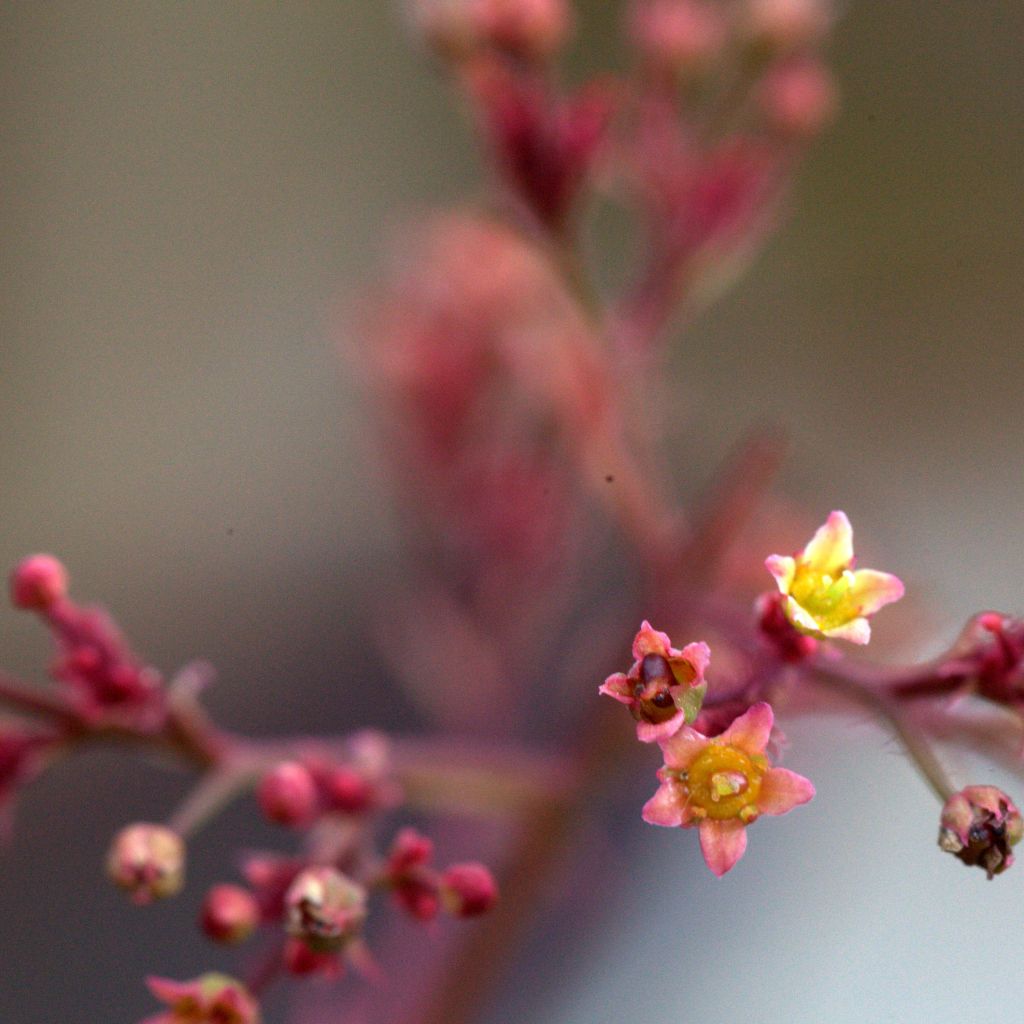 Cotinus Grace