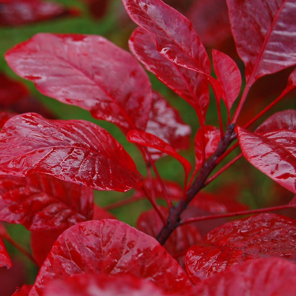 Cotinus Grace