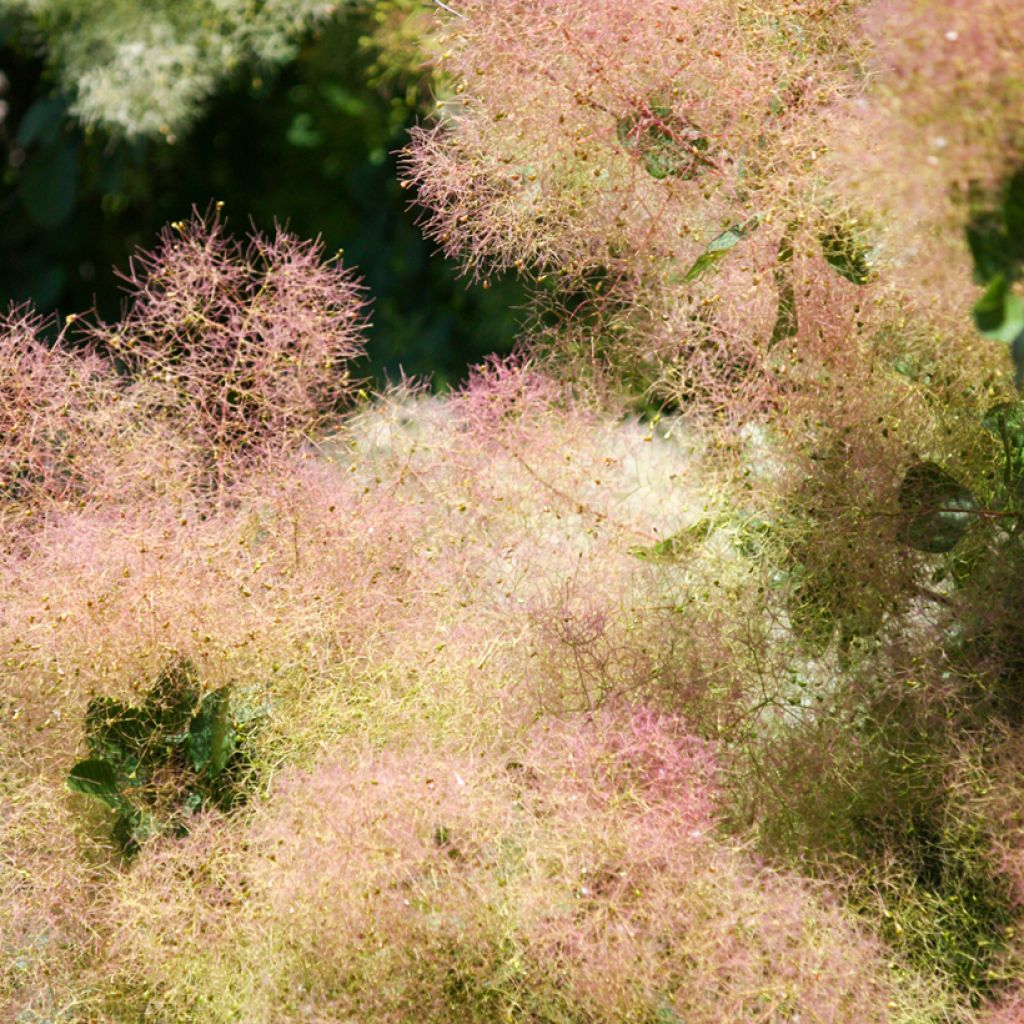 Cotinus coggygria - Smoke Bush