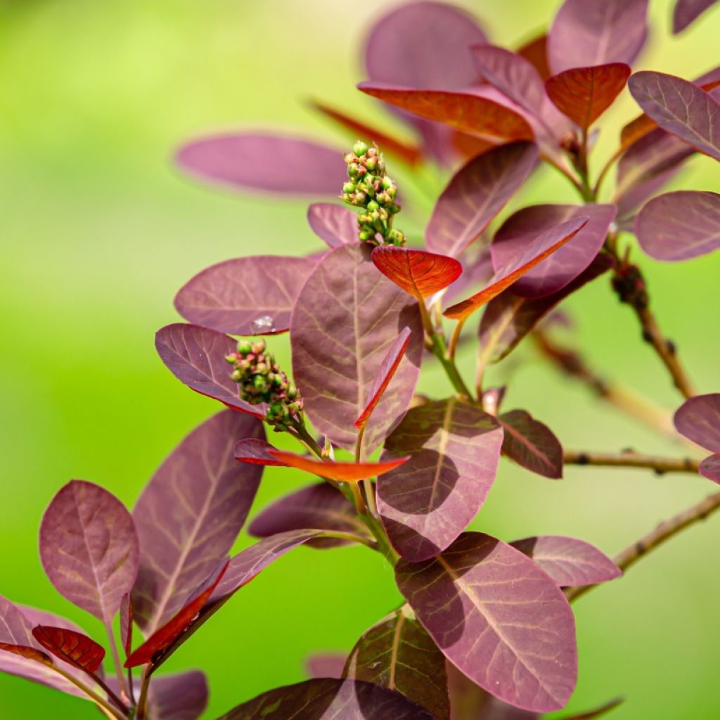 Cotinus coggygria Royal Purple - Smoke Bush