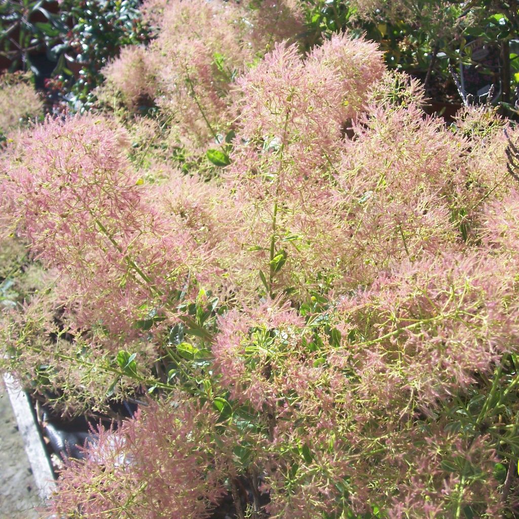 Cotinus coggygria Young Lady - Arbre à Perruques