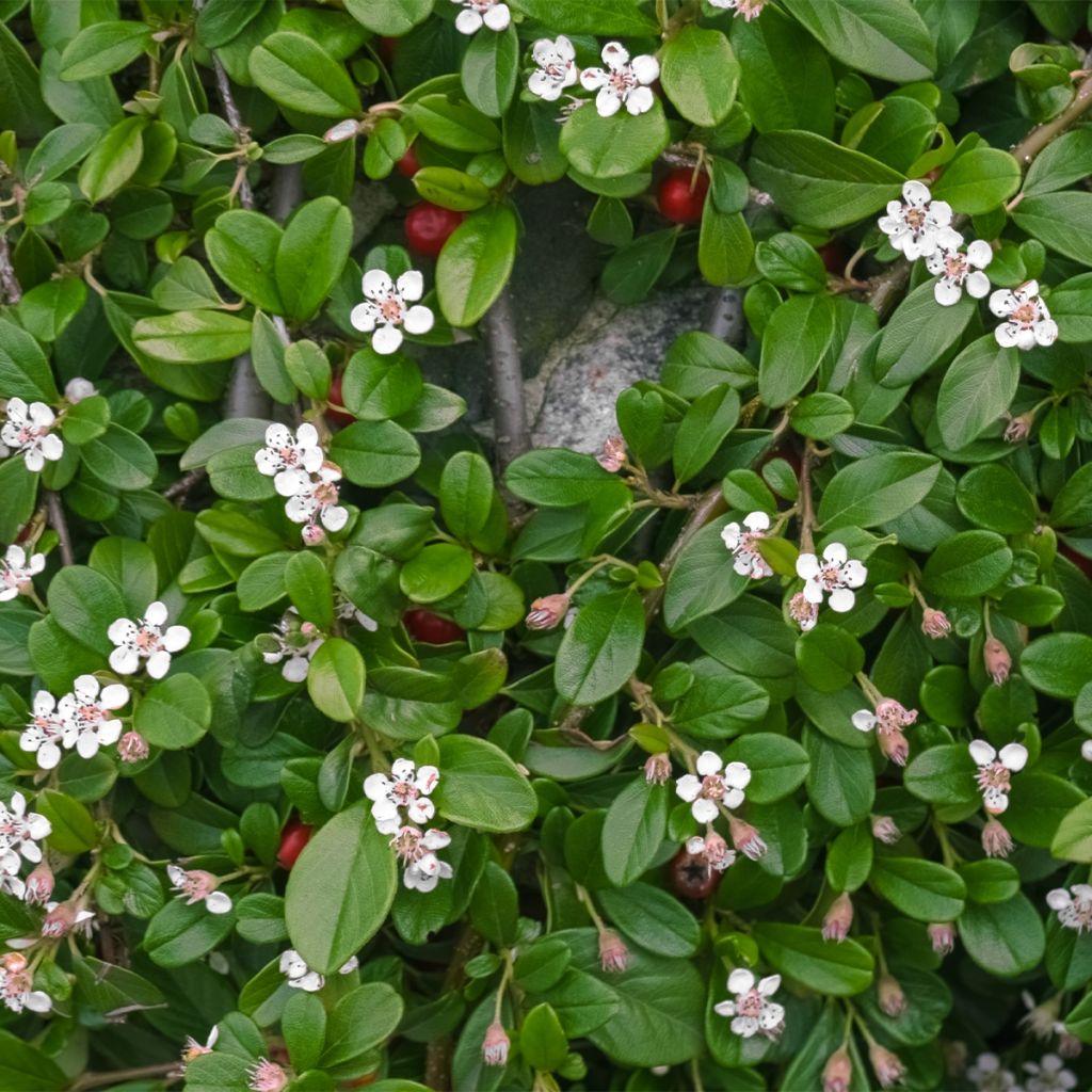 Cotoneaster dammeri Miranda - Cotoneaster de Dammer 