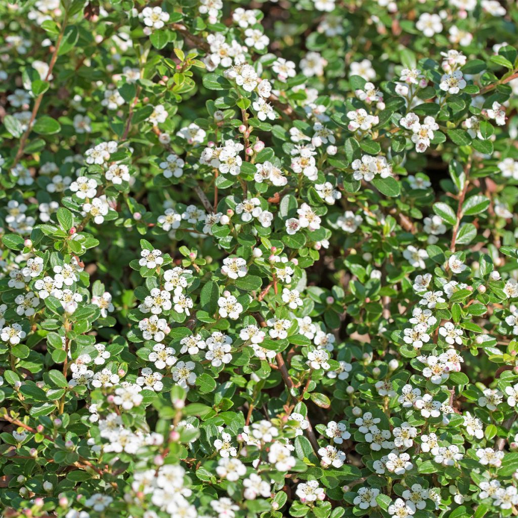 Cotoneaster dammeri Royal Carpet - Cotoneaster de Dammer