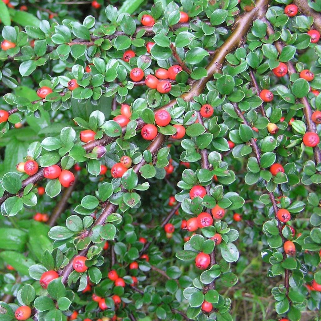 Cotonéaster de Dammer Schoon