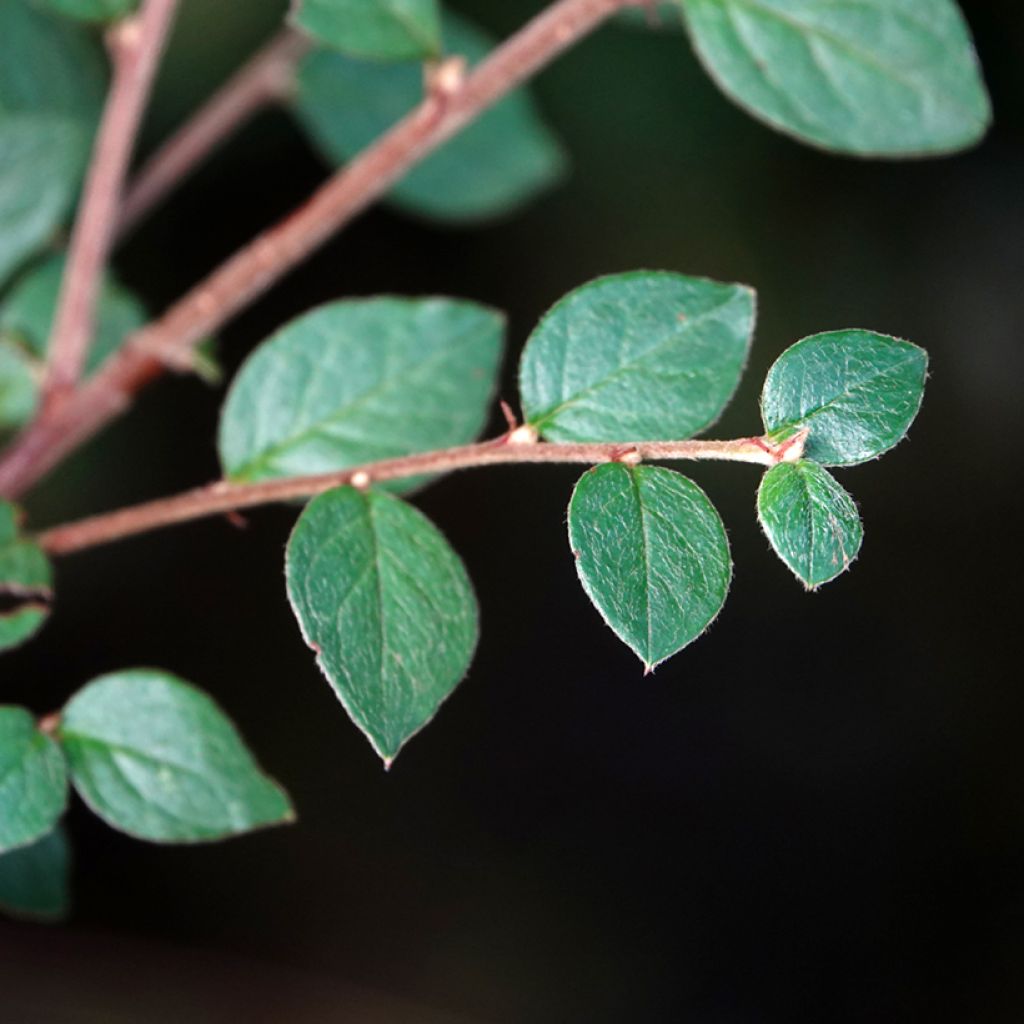 Cotoneaster dielsianus (elegans) - Cotonéaster de Diels