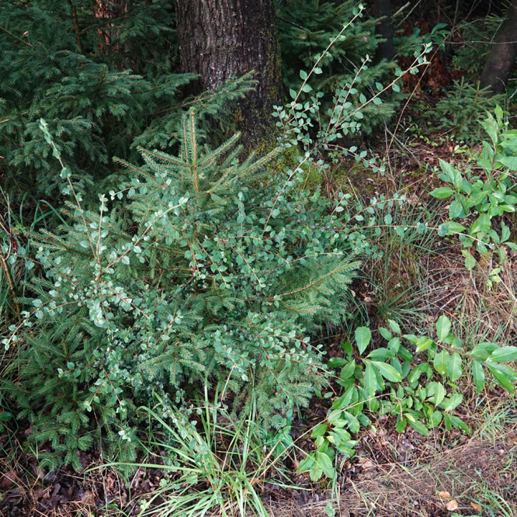 Cotoneaster dielsianus (elegans) - Cotonéaster de Diels