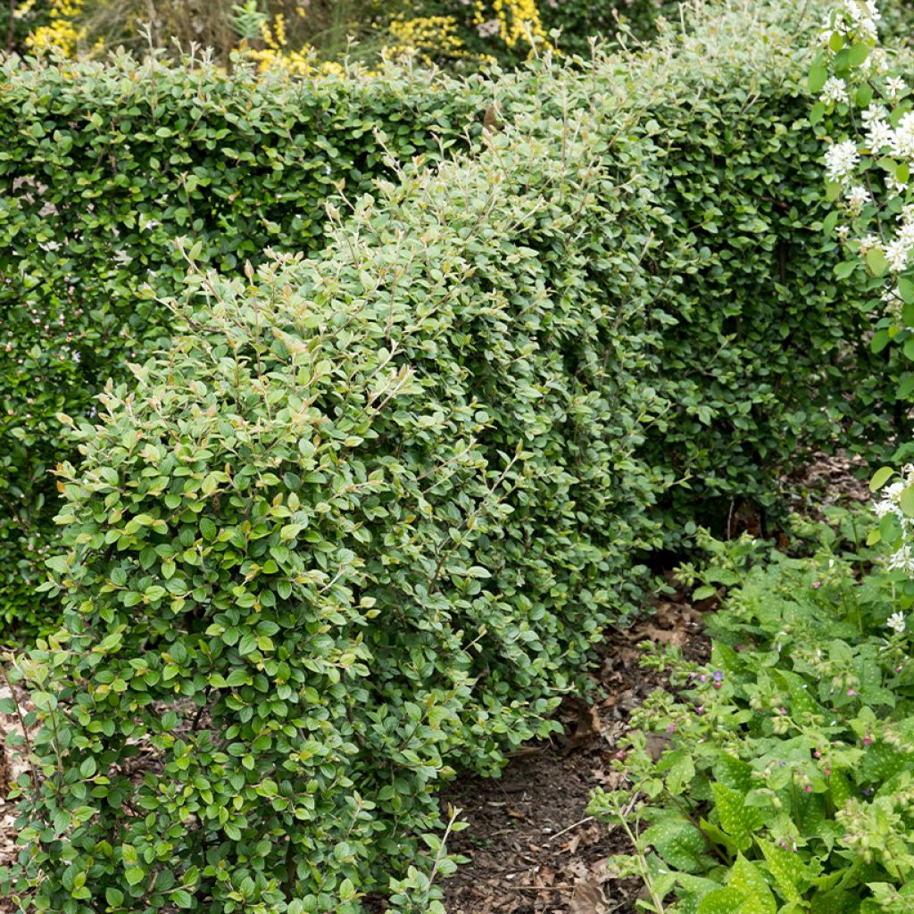 Cotoneaster dielsianus (elegans) - Cotonéaster de Diels