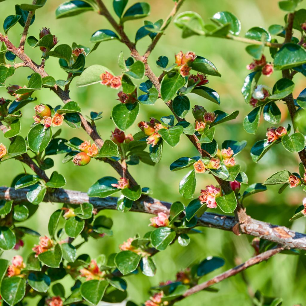 Cotoneaster divaricatus - Cotonéaster divariqué