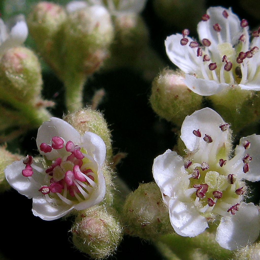 Cotoneaster lacteus - Cotoneaster laiteux.