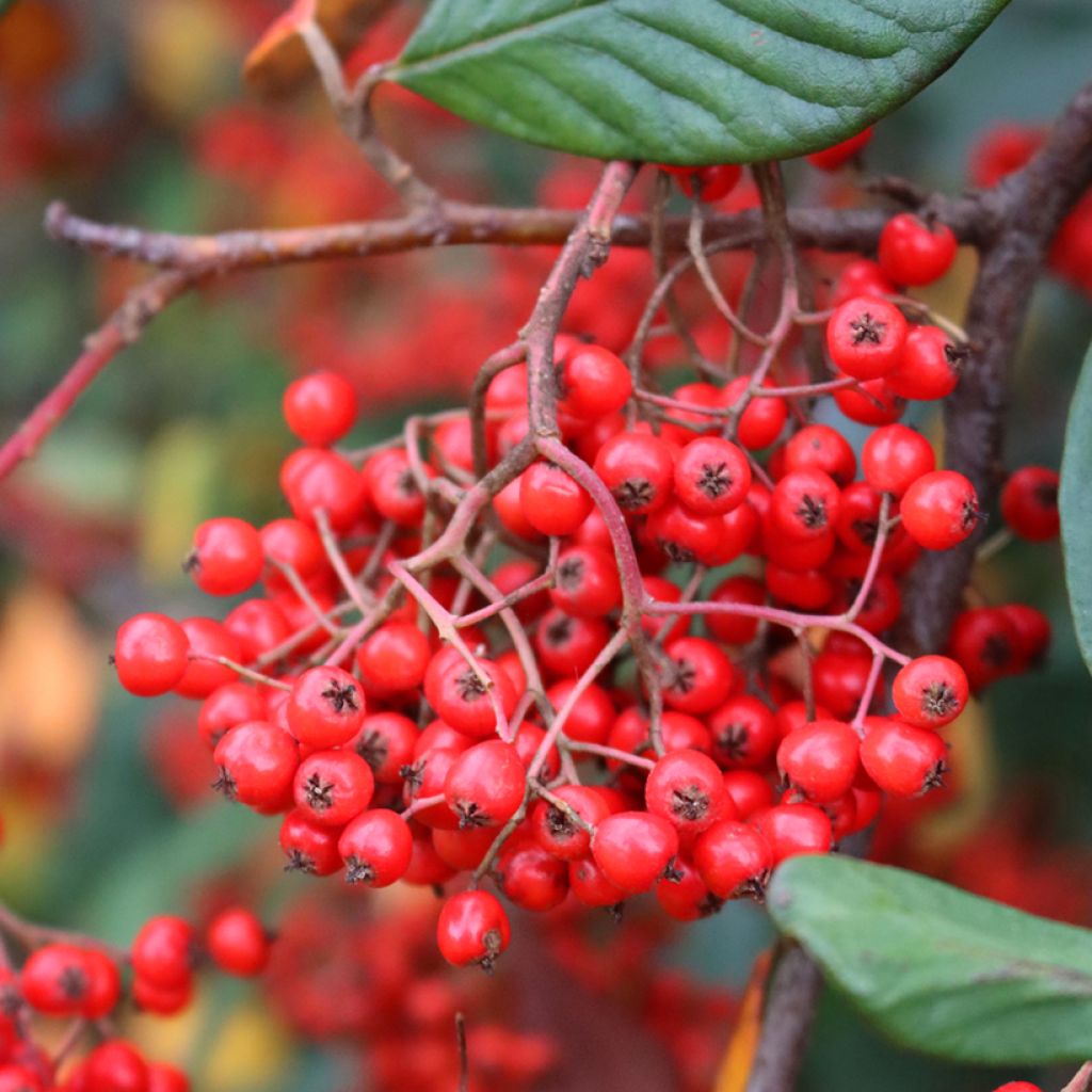 Cotoneaster lacteus - Milky Cotoneaster