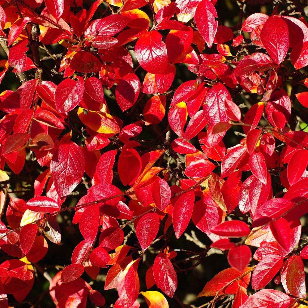 Cotoneaster lucidus 