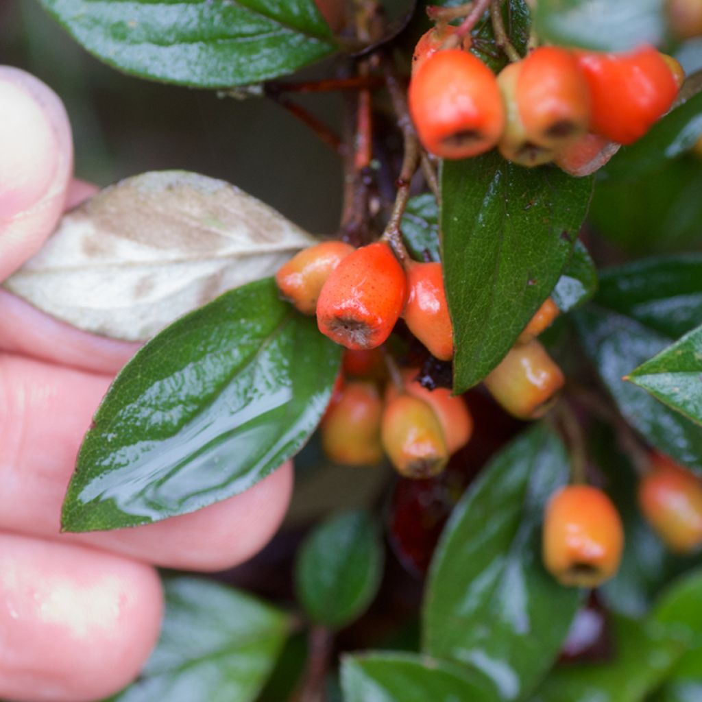 Cotoneaster simonsii - Cotonéaster de Simons