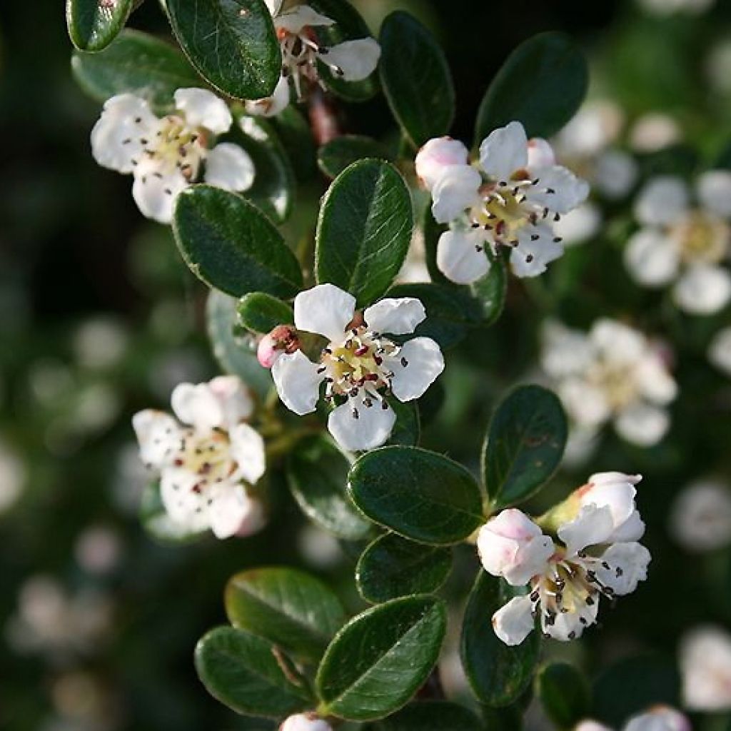 Cotoneaster dammeri Mooncreeper - Cotoneaster de Dammer 