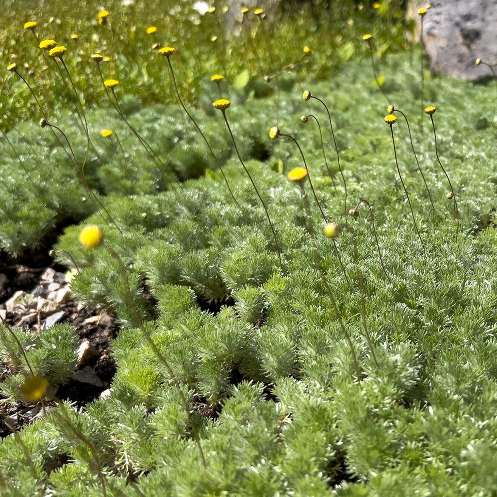 Cotula hispida - Leptinella