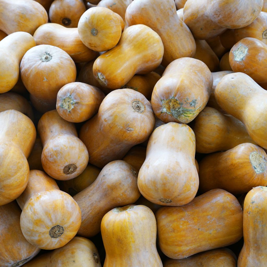 Squash Butternut Cobnut F1 - Cucurbita moschata