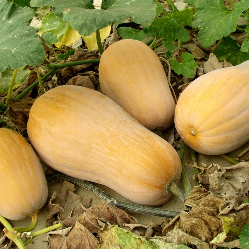 Squash Butternut Harrier F1 - Cucurbita moschata