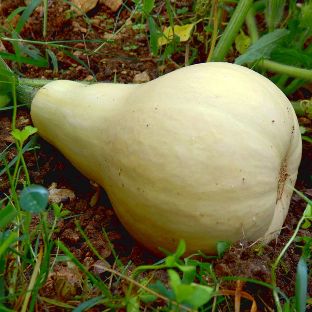 Squash Butternut Harrier F1 - Cucurbita moschata