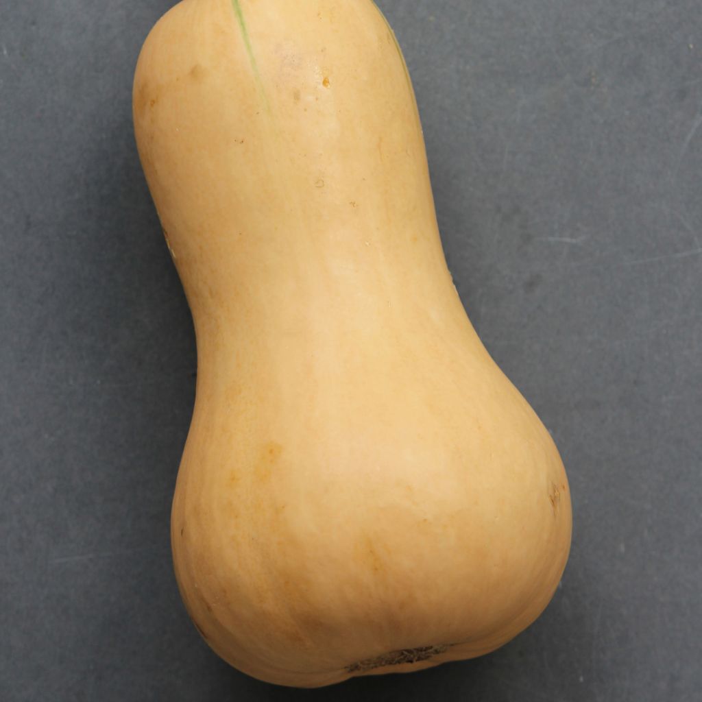 Squash Butternut Hunter F1 - Cucurbita moschata