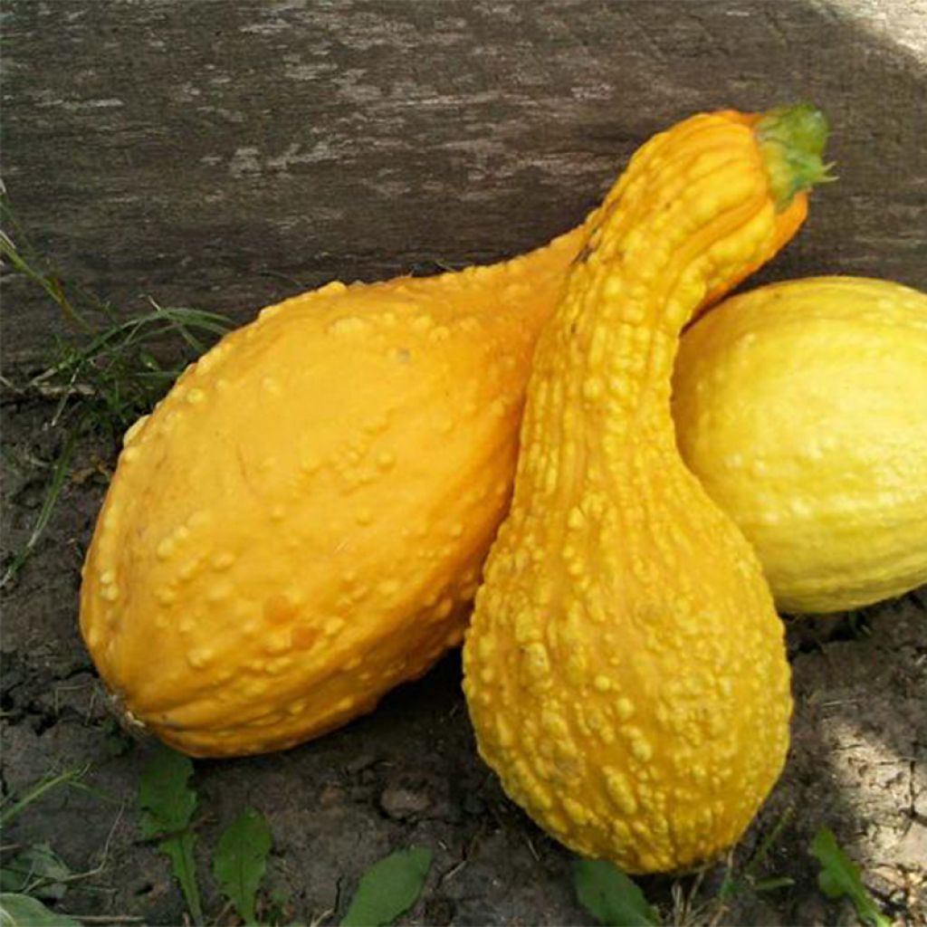 Twisted Neck Squash - Cucurbita pepo