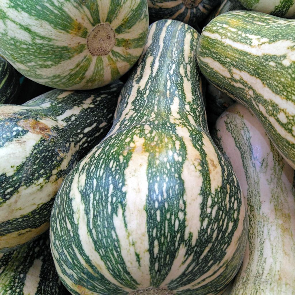 Cushaw Golden Squash - Cucurbita argyrosperma