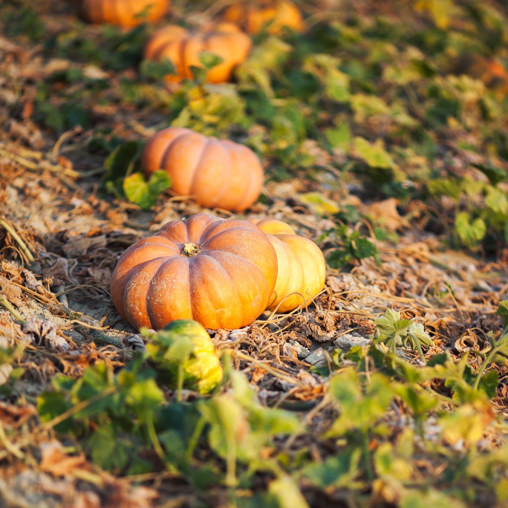 Squash Musquée de Provence seeds - Cucurbita moschata