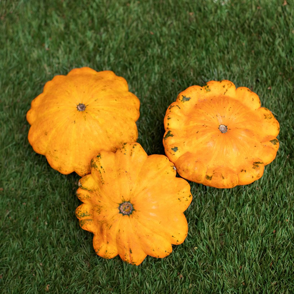 Orange Pattypan Squash - Cucurbita pepo