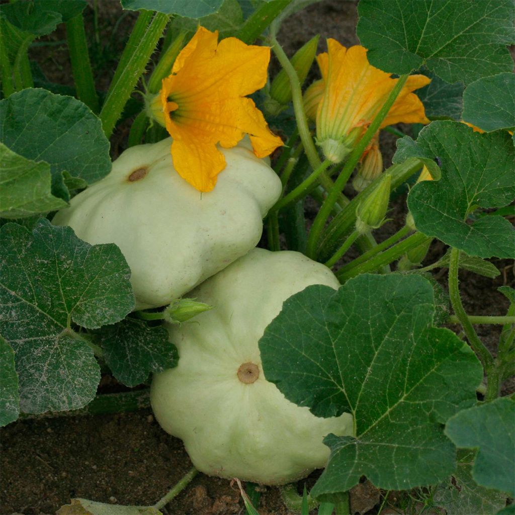 Courge Patty Green Tint Bio - Ferme de Sainte Marthe