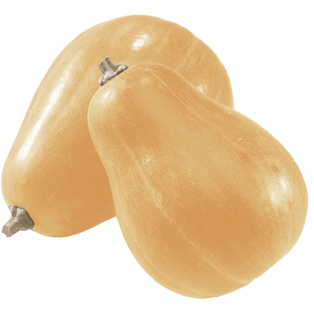 Squash Sucrine du Berry - Cucurbita moschata