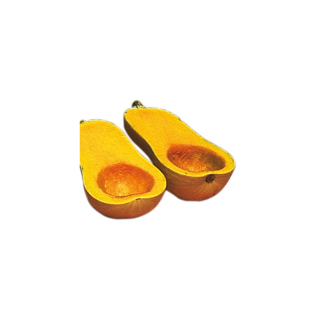 Cucurbita moschata Zenith F1 seeds - Butternut squash