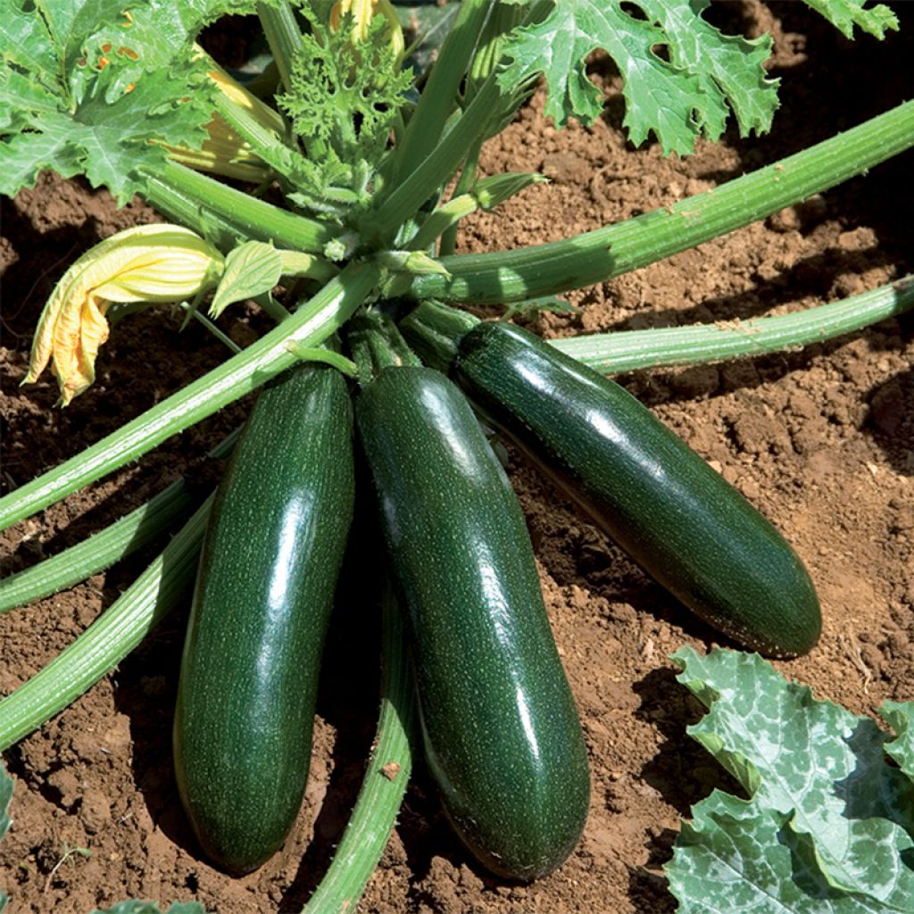 Courgette Astia F1 en plants - Cucurbita pepo