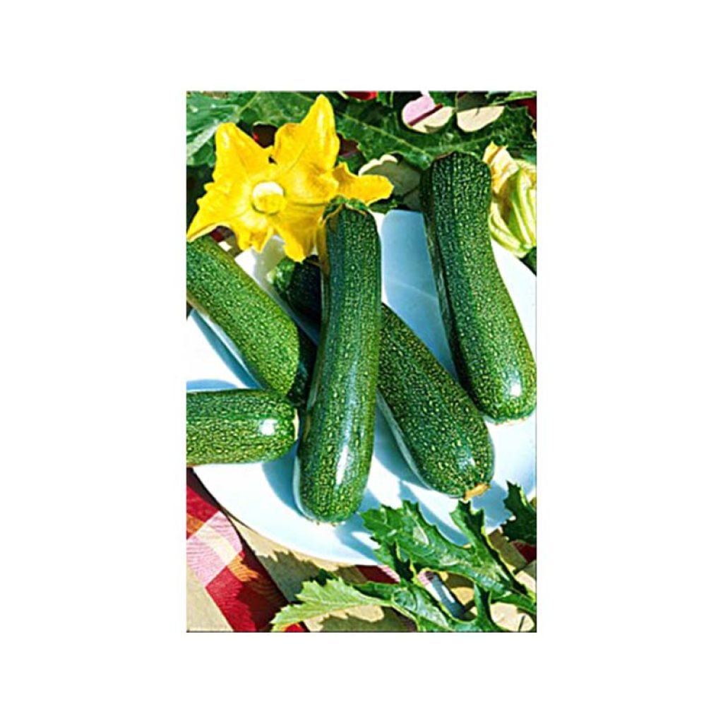 Courgette Verte de Milan ou Black Beauty - Cucurbita pepo