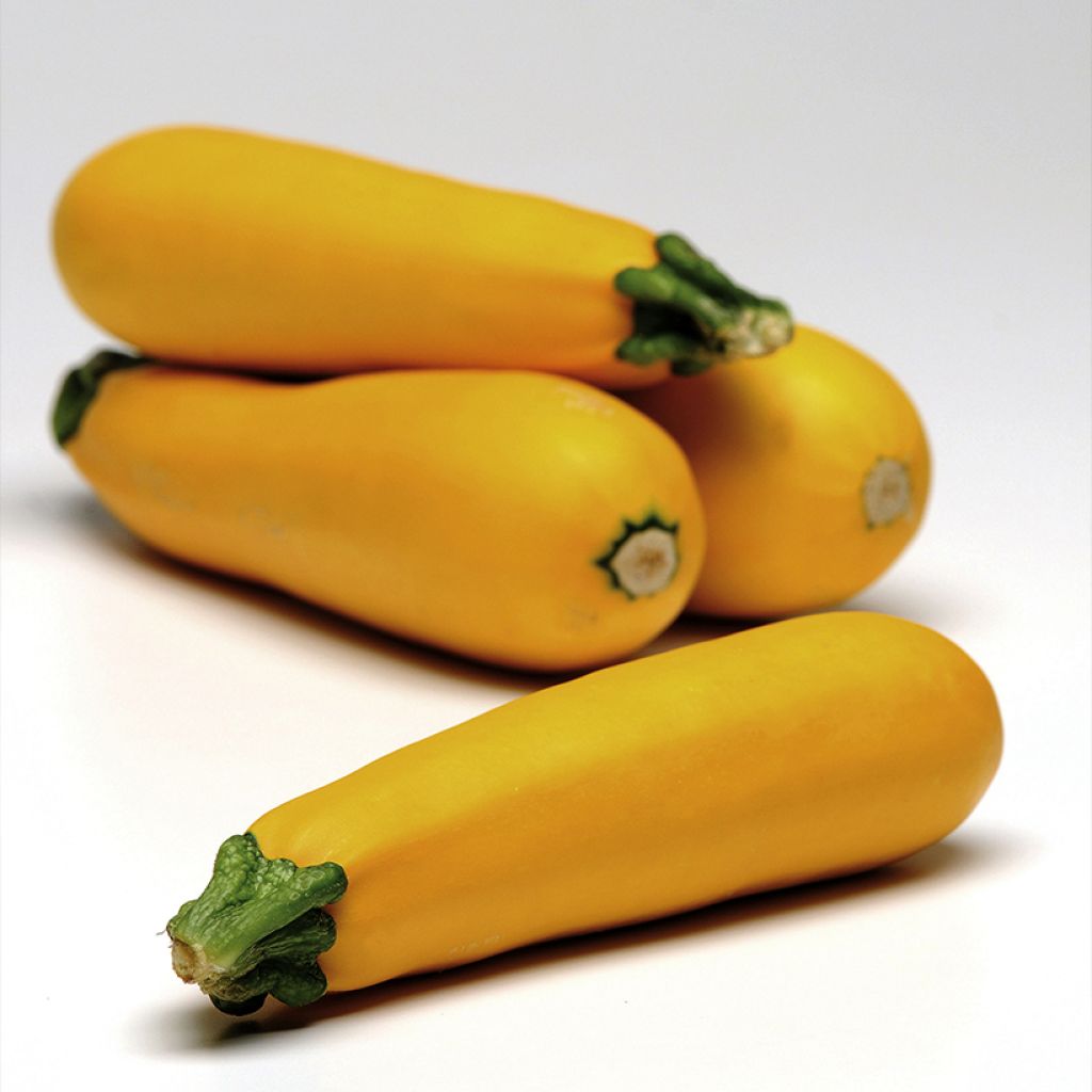 Courgette Easy Pick Gold F1 en mini-mottes