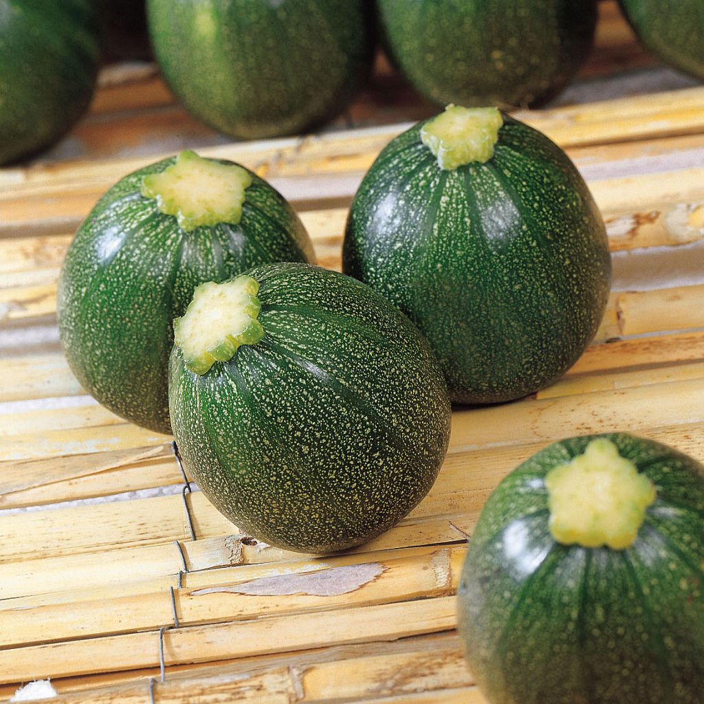 Courgette Eight Ball F1 ronde - Cucurbita pepo