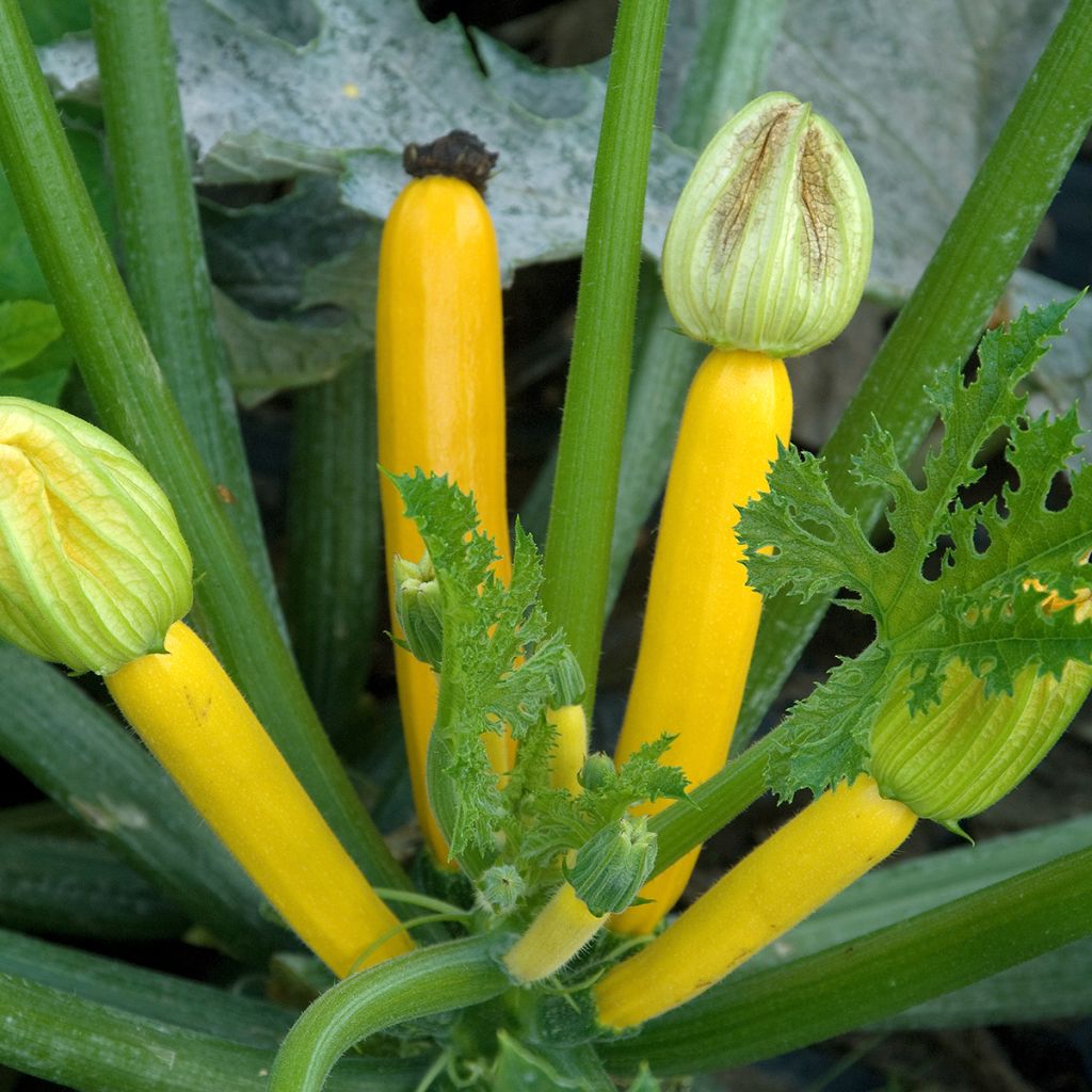 Zucchini Gold Rush F1 - Cucurbita pepo