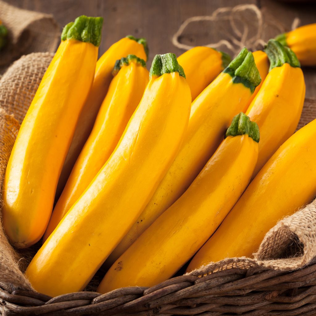 Cucurbita pepo Lingodor