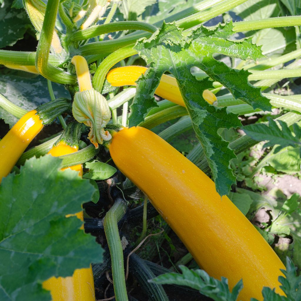 Cucurbita pepo Lingodor
