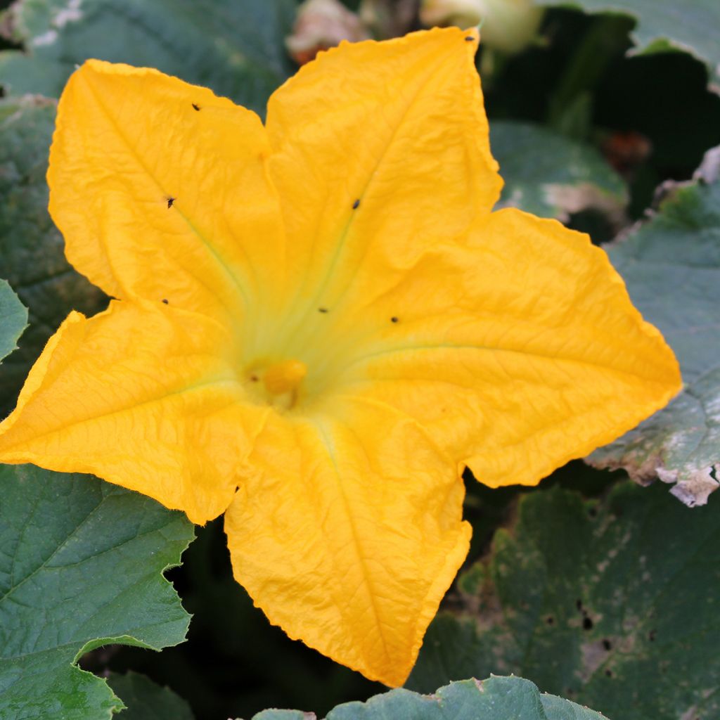 Cucurbita pepo Lingodor