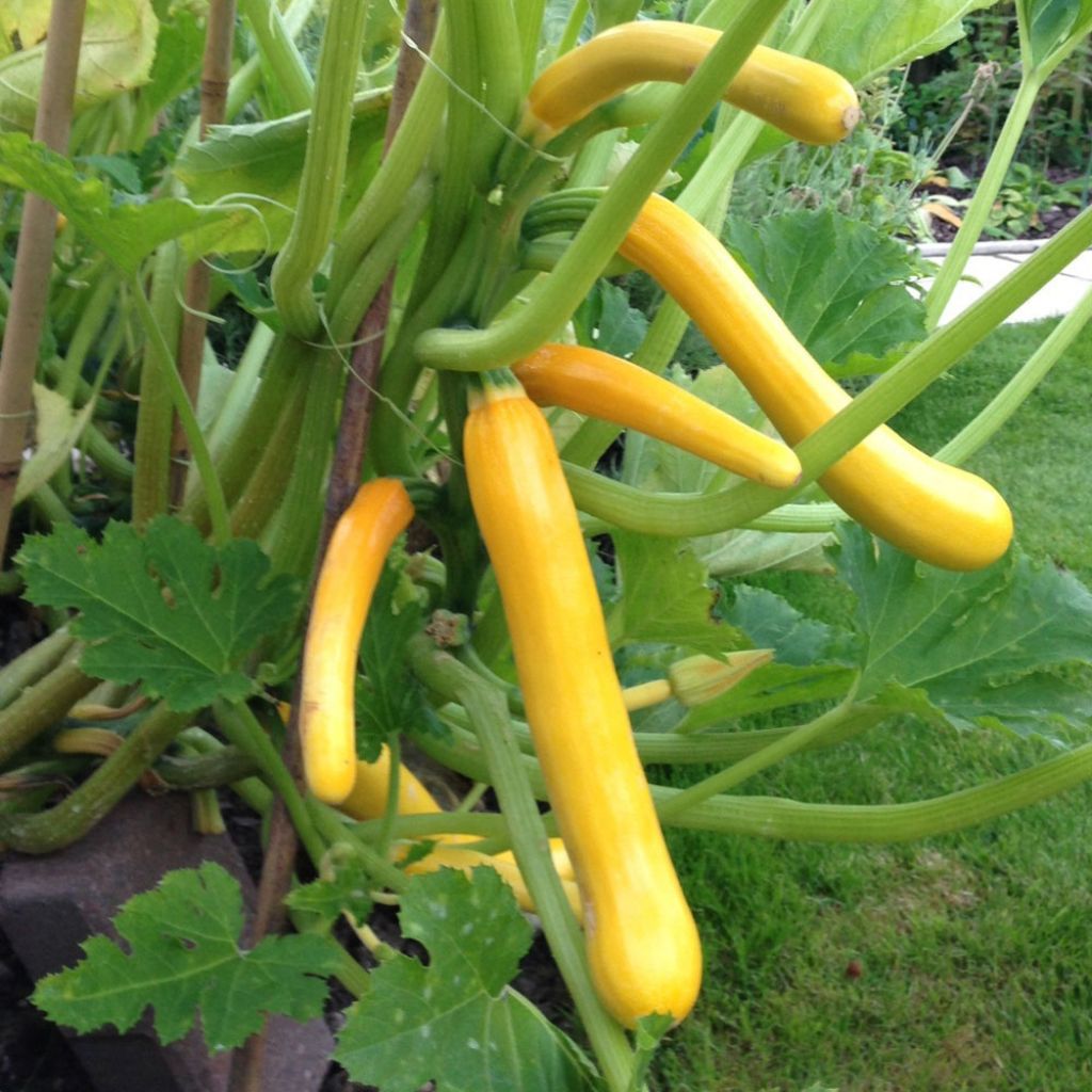 Zucchini Shooting Star F1 - Cucurbita pepo