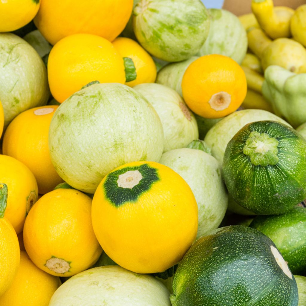 Zucchini Tricolour F1 - Cucurbita pepo