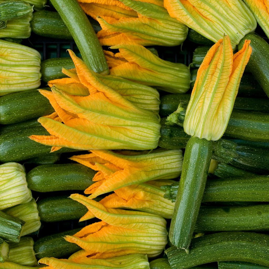 Courgette Black Beauty - Verde di Milano